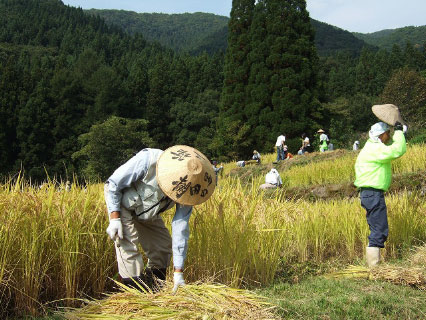 福島新田の稲刈り