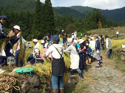 福島新田の稲刈り